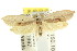 ( - CCDB-15762-G01)  @11 [ ] CreativeCommons - Attribution (2011) ANIC/CBG Photography Group Centre for Biodiversity Genomics