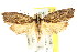  ( - CCDB-15763-B08)  @14 [ ] CreativeCommons - Attribution (2011) ANIC/CBG Photography Group Centre for Biodiversity Genomics
