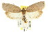  ( - CCDB-15763-C06)  @13 [ ] CreativeCommons - Attribution (2011) ANIC/CBG Photography Group Centre for Biodiversity Genomics