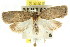  ( - CCDB-15763-C07)  @13 [ ] CreativeCommons - Attribution (2011) ANIC/CBG Photography Group Centre for Biodiversity Genomics
