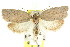  ( - CCDB-15763-C09)  @13 [ ] CreativeCommons - Attribution (2011) ANIC/CBG Photography Group Centre for Biodiversity Genomics