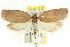  ( - CCDB-15763-E08)  @13 [ ] CreativeCommons - Attribution (2011) ANIC/CBG Photography Group Centre for Biodiversity Genomics