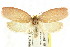  ( - CCDB-15763-F05)  @14 [ ] CreativeCommons - Attribution (2011) ANIC/CBG Photography Group Centre for Biodiversity Genomics