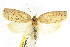  ( - CCDB-15764-C01)  @11 [ ] CreativeCommons - Attribution (2011) ANIC/CBG Photography Group Centre for Biodiversity Genomics