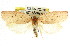  ( - CCDB-15764-C02)  @12 [ ] CreativeCommons - Attribution (2011) ANIC/CBG Photography Group Centre for Biodiversity Genomics