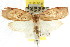  ( - CCDB-15765-A04)  @14 [ ] CreativeCommons - Attribution (2011) ANIC/CBG Photography Group Centre for Biodiversity Genomics
