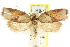  ( - CCDB-15765-A09)  @11 [ ] CreativeCommons - Attribution (2011) ANIC/CBG Photography Group Centre for Biodiversity Genomics