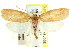  ( - CCDB-15765-B12)  @13 [ ] CreativeCommons - Attribution (2011) ANIC/CBG Photography Group Centre for Biodiversity Genomics