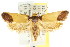  ( - CCDB-15767-G04)  @14 [ ] CreativeCommons - Attribution (2011) ANIC/CBG Photography Group Centre for Biodiversity Genomics