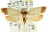  ( - CCDB-15767-H08)  @11 [ ] CreativeCommons - Attribution (2011) ANIC/CBG Photography Group Centre for Biodiversity Genomics