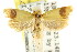  (Endeolena sp. ANIC1 - CCDB-15768-A10)  @13 [ ] CreativeCommons - Attribution (2011) ANIC/CBG Photography Group Centre for Biodiversity Genomics