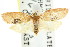  ( - CCDB-15768-D03)  @11 [ ] CreativeCommons - Attribution (2011) ANIC/CBG Photography Group Centre for Biodiversity Genomics