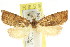  ( - CCDB-15768-F04)  @11 [ ] CreativeCommons - Attribution (2011) ANIC/CBG Photography Group Centre for Biodiversity Genomics