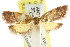  ( - CCDB-15768-F12)  @12 [ ] CreativeCommons - Attribution (2011) ANIC/CBG Photography Group Centre for Biodiversity Genomics