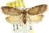  ( - CCDB-15768-G07)  @15 [ ] CreativeCommons - Attribution (2011) ANIC/CBG Photography Group Centre for Biodiversity Genomics