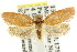  ( - CCDB-15768-H01)  @13 [ ] CreativeCommons - Attribution (2011) ANIC/CBG Photography Group Centre for Biodiversity Genomics