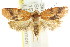  ( - CCDB-15769-A05)  @12 [ ] CreativeCommons - Attribution (2011) ANIC/CBG Photography Group Centre for Biodiversity Genomics