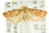  ( - CCDB-15769-B04)  @12 [ ] CreativeCommons - Attribution (2011) ANIC/CBG Photography Group Centre for Biodiversity Genomics