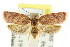  ( - CCDB-15769-C10)  @11 [ ] CreativeCommons - Attribution (2011) ANIC/CBG Photography Group Centre for Biodiversity Genomics