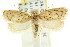  ( - CCDB-15769-G09)  @12 [ ] CreativeCommons - Attribution (2011) ANIC/CBG Photography Group Centre for Biodiversity Genomics