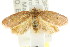  ( - CCDB-15770-A09)  @12 [ ] CreativeCommons - Attribution (2011) ANIC/CBG Photography Group Centre for Biodiversity Genomics