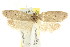  ( - CCDB-15770-G11)  @11 [ ] CreativeCommons - Attribution (2011) ANIC/CBG Photography Group Centre for Biodiversity Genomics