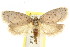  ( - CCDB-15770-G12)  @11 [ ] CreativeCommons - Attribution (2011) ANIC/CBG Photography Group Centre for Biodiversity Genomics