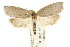  ( - CCDB-15771-A04)  @11 [ ] CreativeCommons - Attribution (2011) ANIC/CBG Photography Group Centre for Biodiversity Genomics