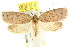 ( - CCDB-15771-B06)  @13 [ ] CreativeCommons - Attribution (2011) ANIC/CBG Photography Group Centre for Biodiversity Genomics