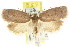  ( - CCDB-15771-C08)  @11 [ ] CreativeCommons - Attribution (2011) ANIC/CBG Photography Group Centre for Biodiversity Genomics