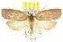 ( - CCDB-15771-C10)  @14 [ ] CreativeCommons - Attribution (2011) ANIC/CBG Photography Group Centre for Biodiversity Genomics