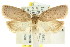  ( - CCDB-15771-D06)  @15 [ ] CreativeCommons - Attribution (2011) ANIC/CBG Photography Group Centre for Biodiversity Genomics