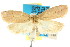  ( - CCDB-15771-E02)  @14 [ ] CreativeCommons - Attribution (2011) ANIC/CBG Photography Group Centre for Biodiversity Genomics