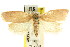  ( - CCDB-15771-E05)  @14 [ ] CreativeCommons - Attribution (2011) ANIC/CBG Photography Group Centre for Biodiversity Genomics
