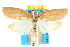  ( - CCDB-15771-E06)  @13 [ ] CreativeCommons - Attribution (2011) ANIC/CBG Photography Group Centre for Biodiversity Genomics