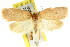  ( - CCDB-15771-E08)  @13 [ ] CreativeCommons - Attribution (2011) ANIC/CBG Photography Group Centre for Biodiversity Genomics