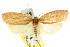  ( - CCDB-15771-G10)  @13 [ ] CreativeCommons - Attribution (2011) ANIC/CBG Photography Group Centre for Biodiversity Genomics