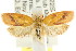  ( - CCDB-15772-A12)  @13 [ ] CreativeCommons - Attribution (2011) ANIC/CBG Photography Group Centre for Biodiversity Genomics