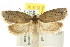  ( - CCDB-15772-D06)  @13 [ ] CreativeCommons - Attribution (2011) ANIC/CBG Photography Group Centre for Biodiversity Genomics