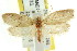  ( - CCDB-15772-E10)  @12 [ ] CreativeCommons - Attribution (2011) ANIC/CBG Photography Group Centre for Biodiversity Genomics