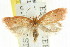  ( - CCDB-15772-H08)  @11 [ ] CreativeCommons - Attribution (2011) ANIC/CBG Photography Group Centre for Biodiversity Genomics