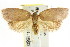  ( - CCDB-15772-H09)  @11 [ ] CreativeCommons - Attribution (2011) ANIC/CBG Photography Group Centre for Biodiversity Genomics