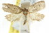  ( - CCDB-15773-C07)  @14 [ ] CreativeCommons - Attribution (2011) ANIC/CBG Photography Group Centre for Biodiversity Genomics