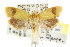  ( - CCDB-15774-E08)  @11 [ ] CreativeCommons - Attribution (2011) ANIC/CBG Photography Group Centre for Biodiversity Genomics