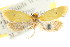  ( - CCDB-15775-G12)  @11 [ ] CreativeCommons - Attribution (2011) ANIC/CBG Photography Group Centre for Biodiversity Genomics