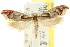  (Zelotechna sp. ANIC1 - CCDB-15776-B03)  @11 [ ] CreativeCommons - Attribution (2011) ANIC/CBG Photography Group Centre for Biodiversity Genomics