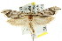  ( - CCDB-15776-B09)  @11 [ ] CreativeCommons - Attribution (2011) ANIC/CBG Photography Group Centre for Biodiversity Genomics