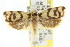  ( - CCDB-15776-C09)  @11 [ ] CreativeCommons - Attribution (2011) ANIC/CBG Photography Group Centre for Biodiversity Genomics