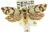  ( - CCDB-15776-C10)  @12 [ ] CreativeCommons - Attribution (2011) ANIC/CBG Photography Group Centre for Biodiversity Genomics
