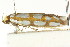  ( - CCDB-15776-D02)  @11 [ ] CreativeCommons - Attribution (2011) ANIC/CBG Photography Group Centre for Biodiversity Genomics
